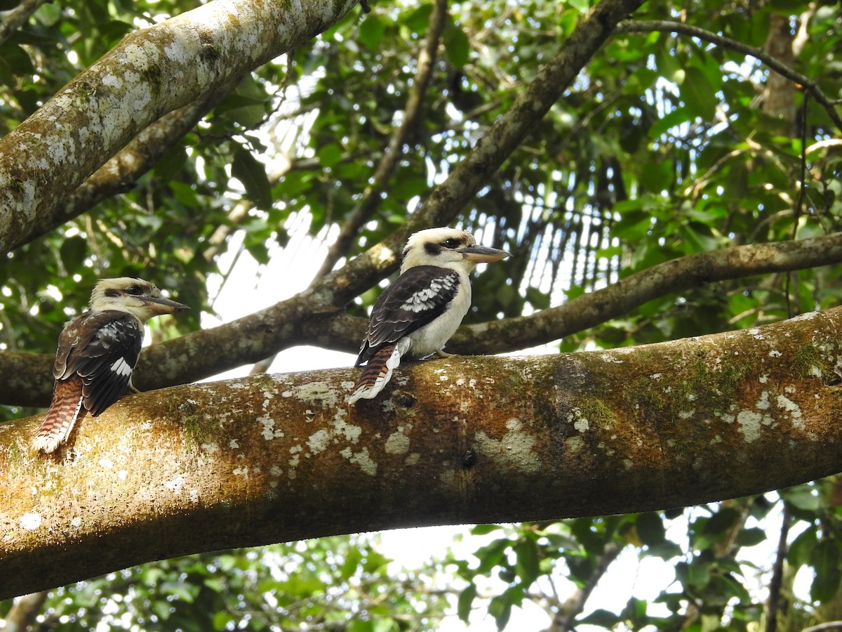 Laughing Kookaburra - ML655273272