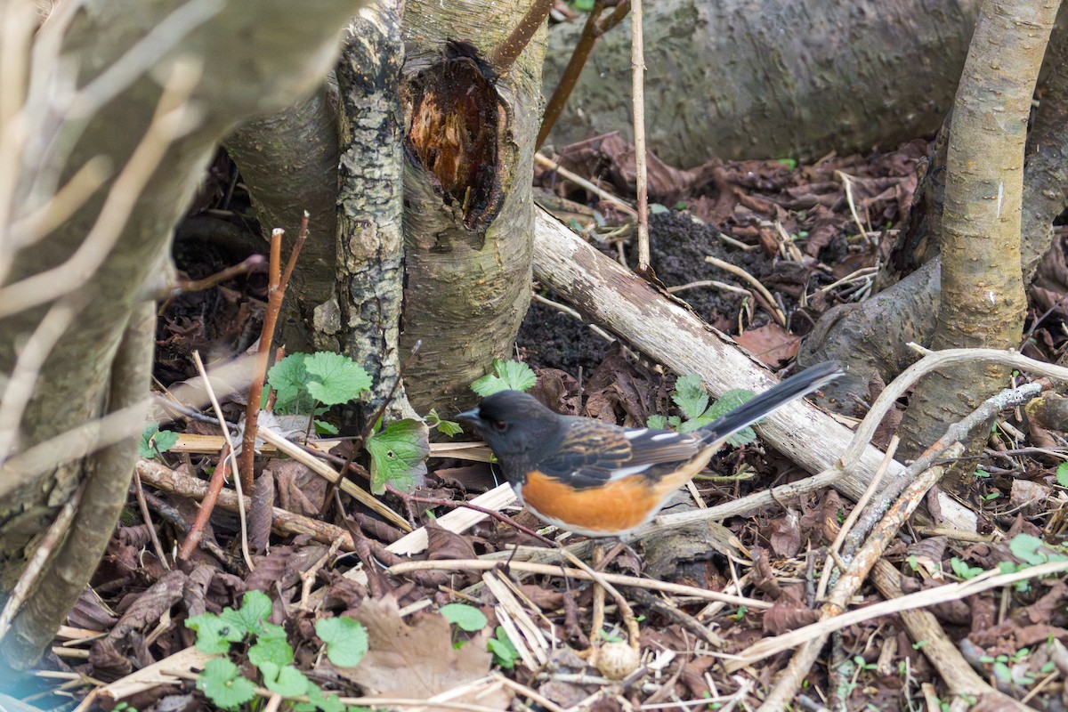 Eastern Towhee - ML655273676