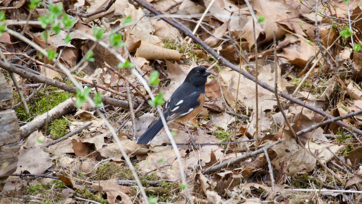 Eastern Towhee - ML655273782