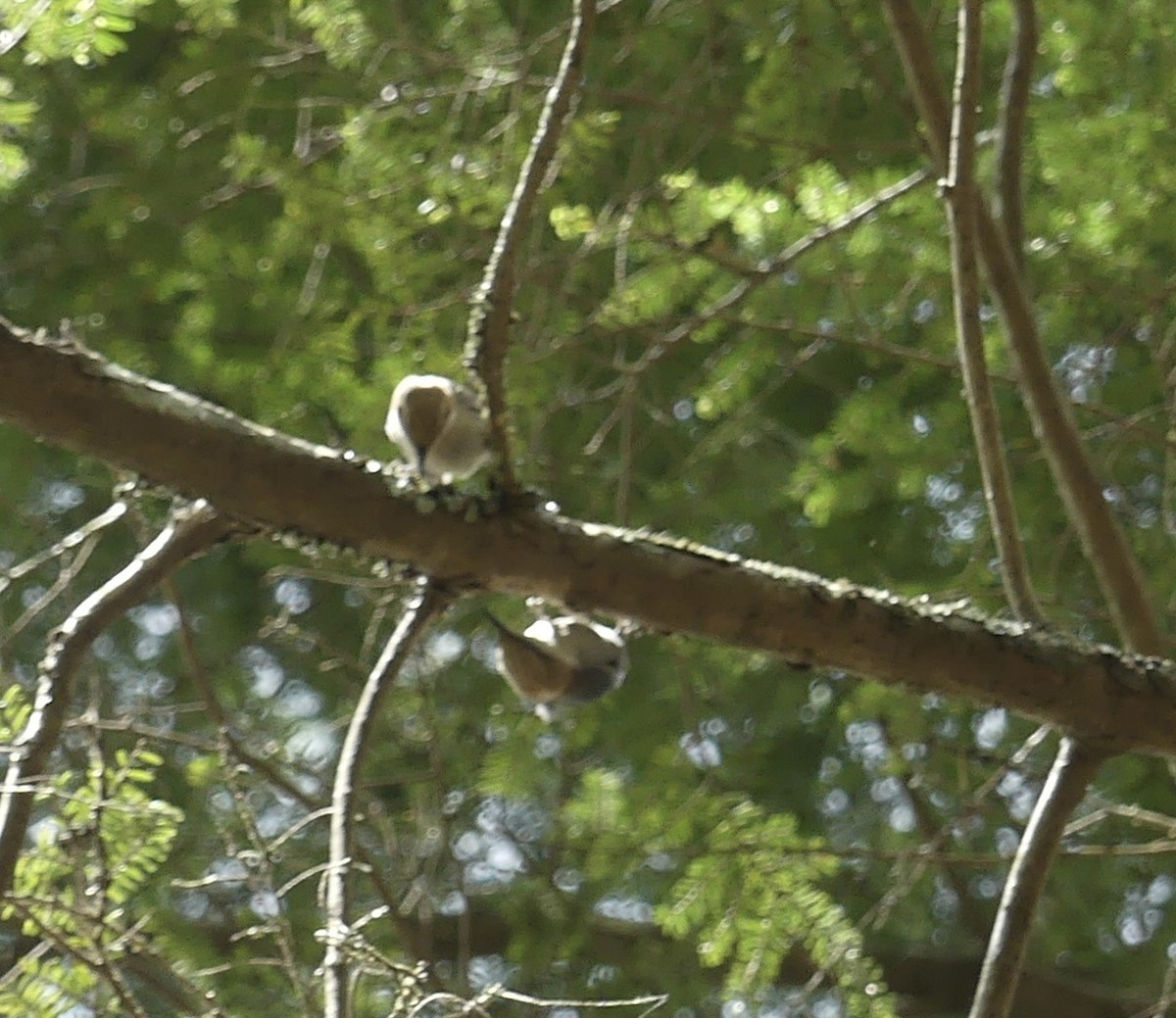 Brown-headed Nuthatch - ML655273805