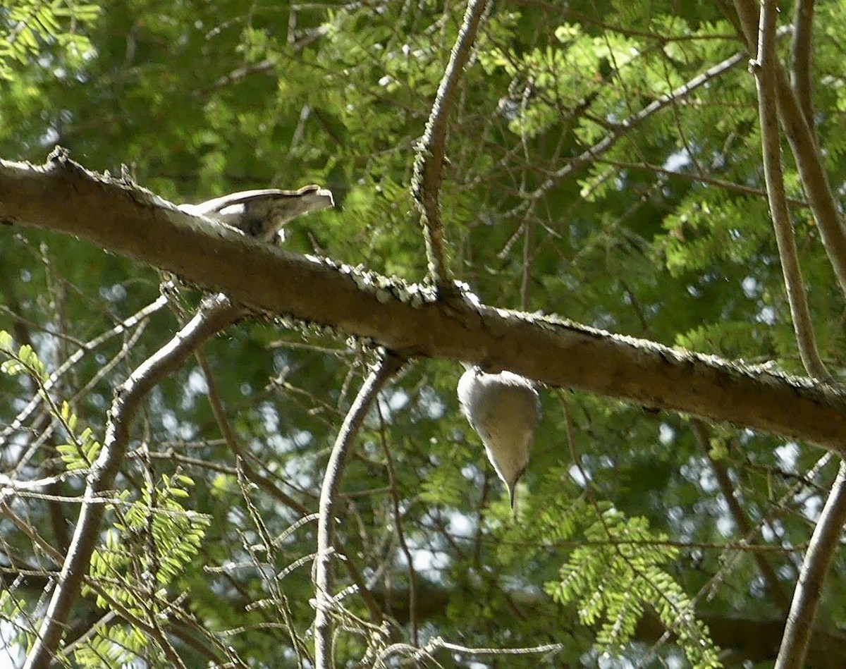 Brown-headed Nuthatch - ML655273806