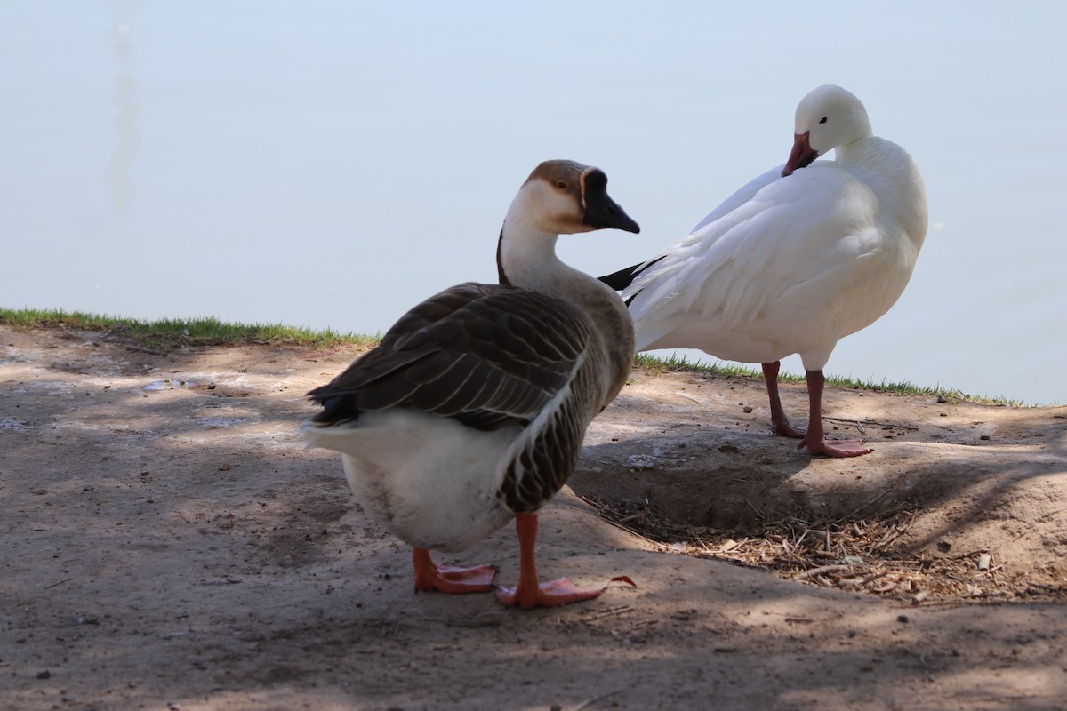 Гуска китайська - ML655273986