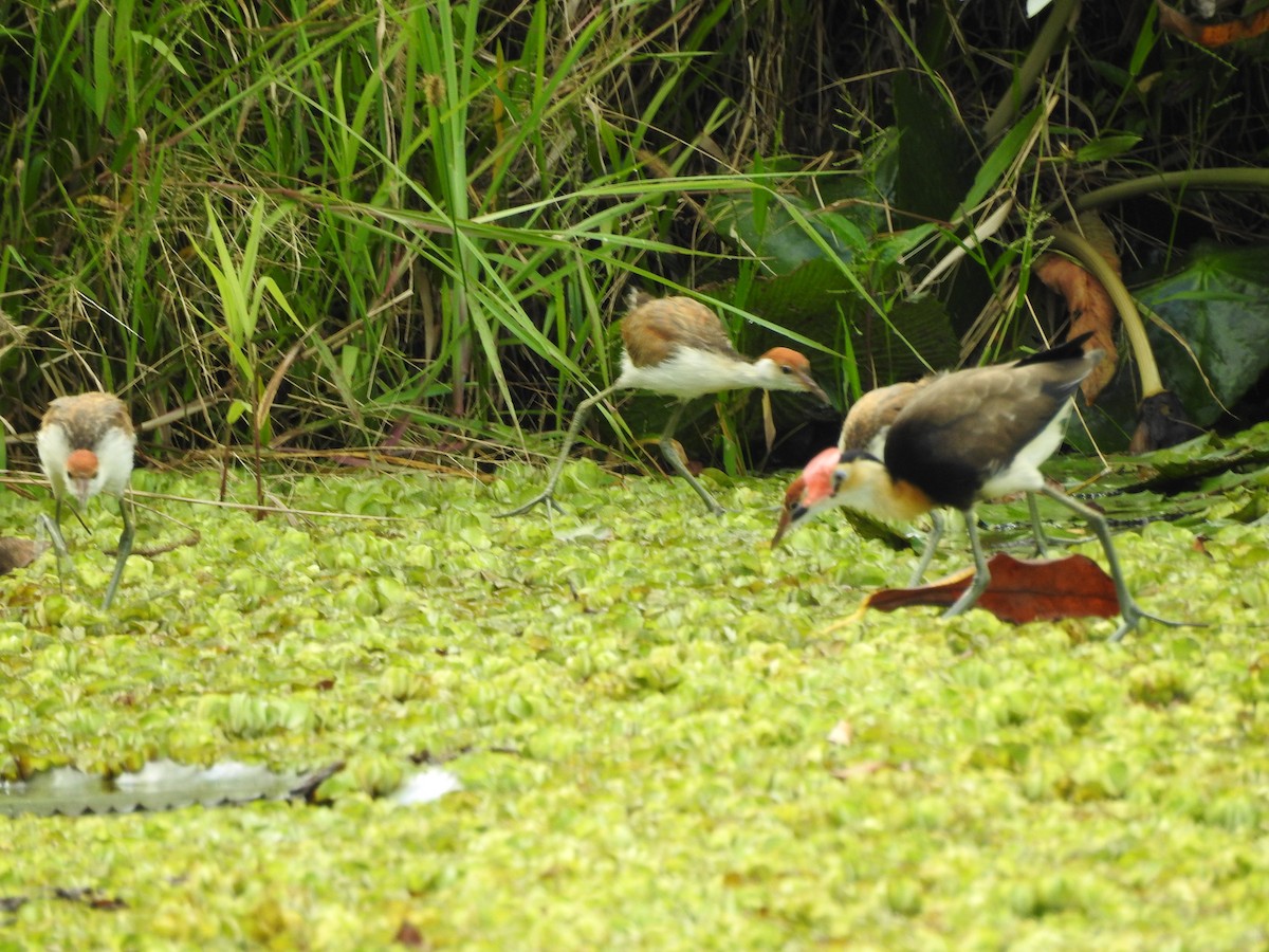 Comb-crested Jacana - ML655274006
