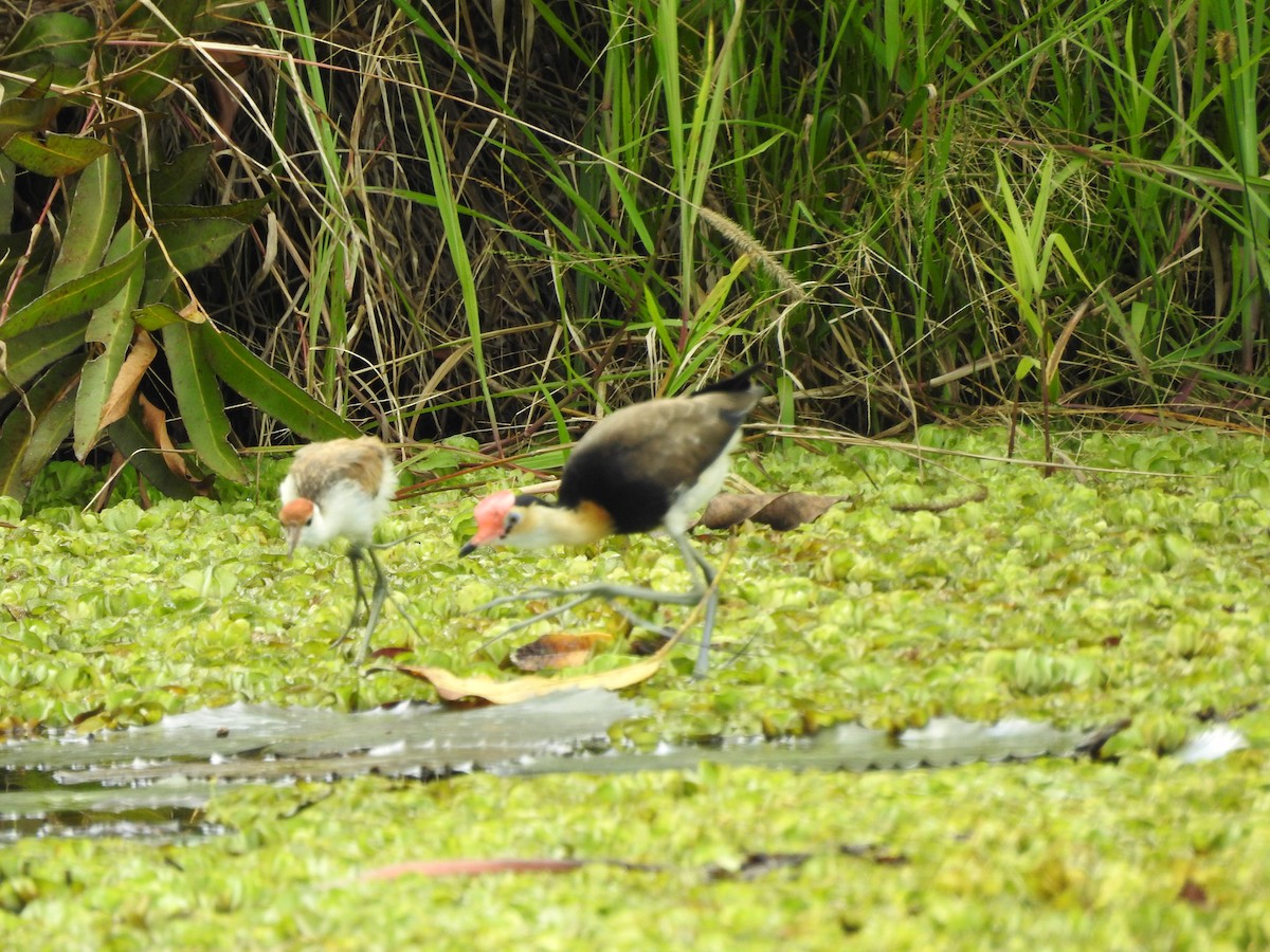 Comb-crested Jacana - ML655274007