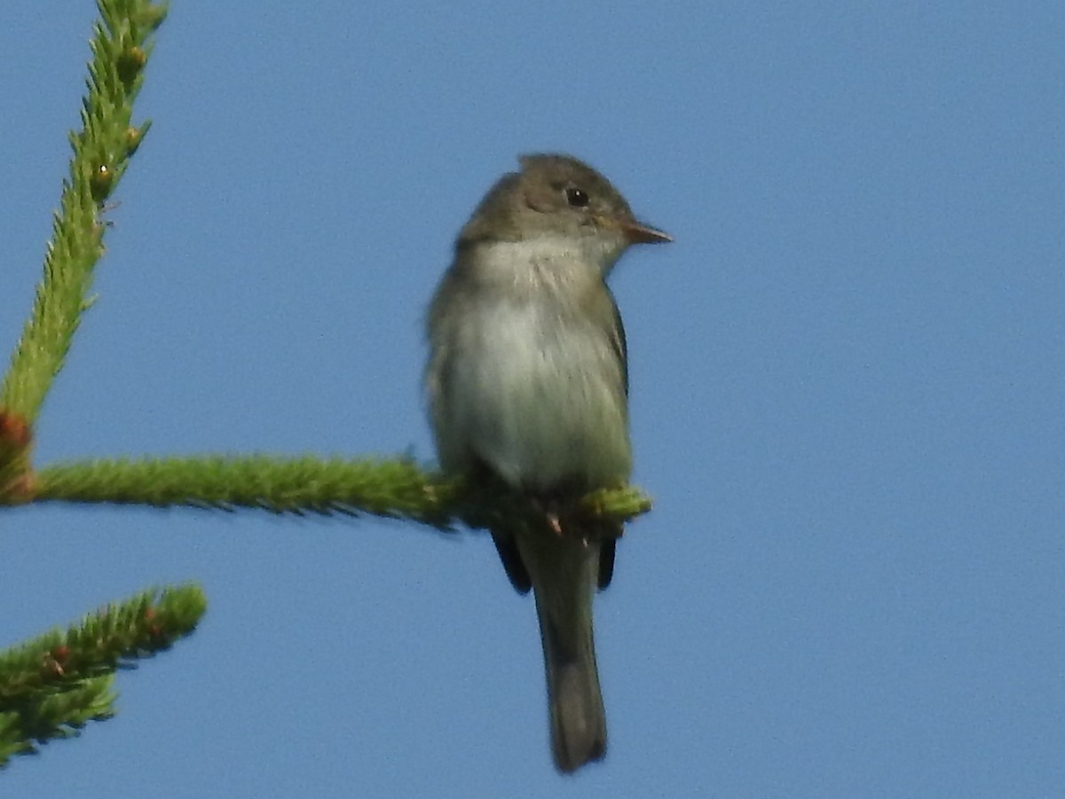 Empidonax sp. - Jean W. Côté