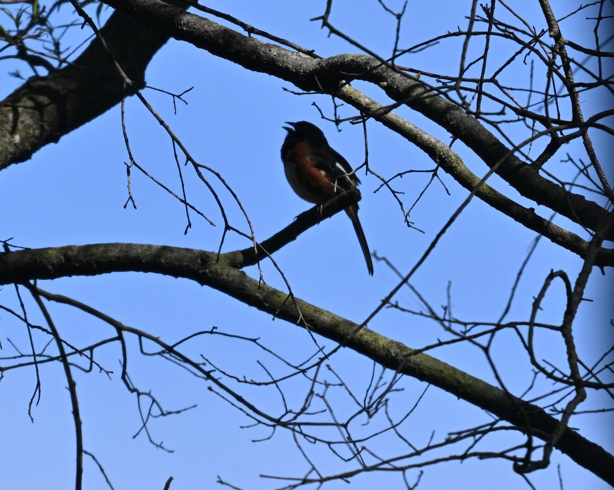 Eastern Towhee - ML655274339
