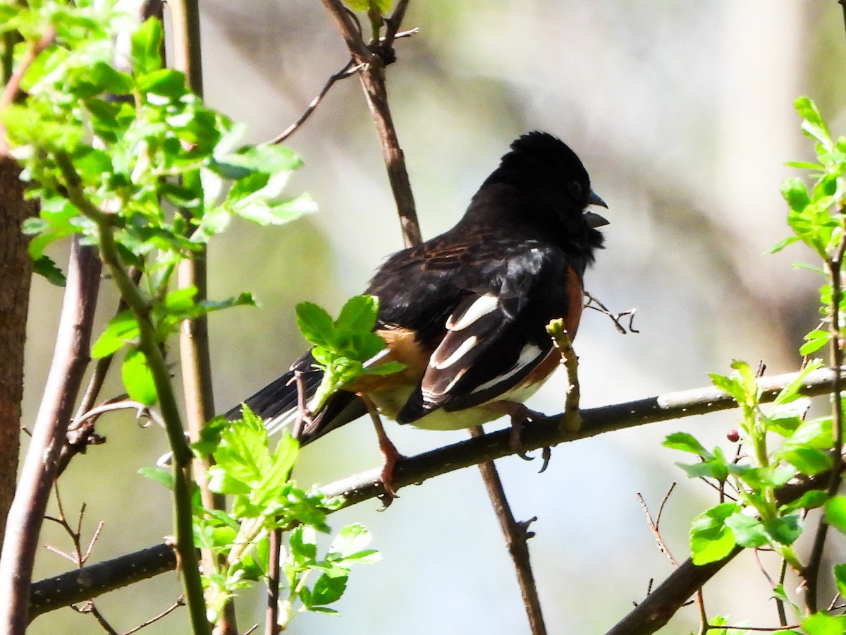 Eastern Towhee - ML655274731