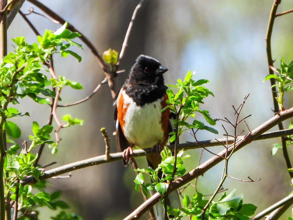 Eastern Towhee - ML655274732