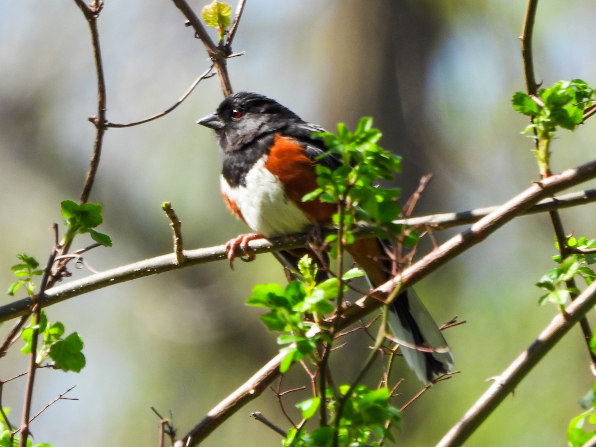 Eastern Towhee - ML655274733