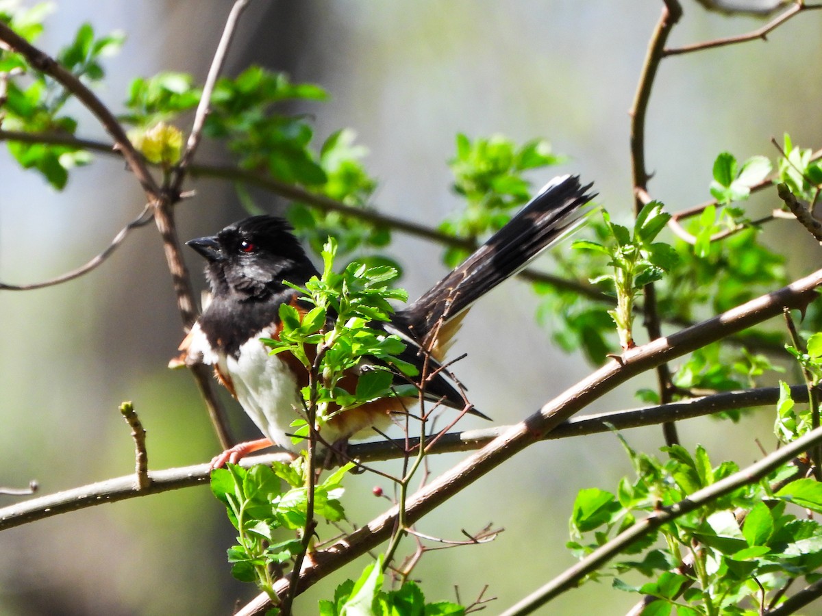 Eastern Towhee - ML655274734