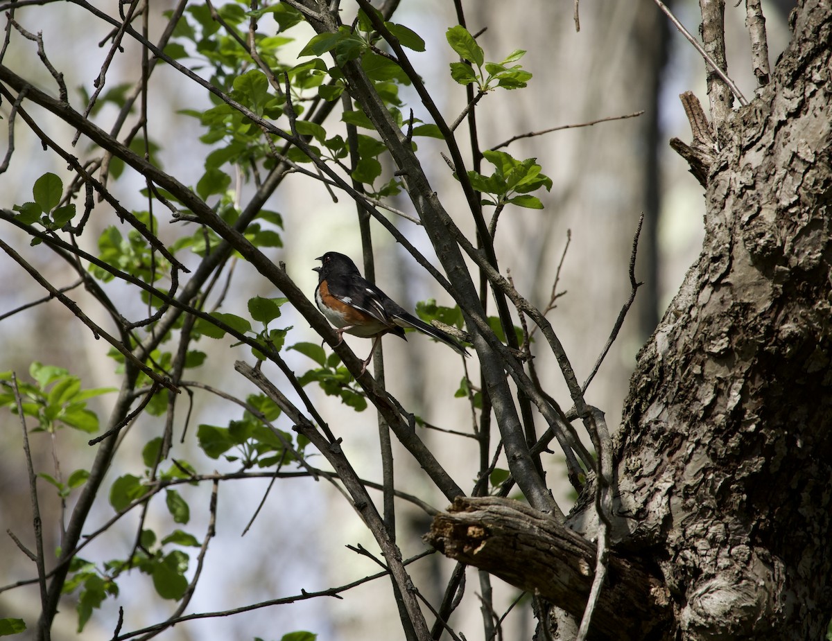 Eastern Towhee - ML655275347
