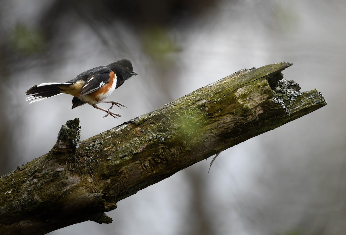 Eastern Towhee - ML655276258