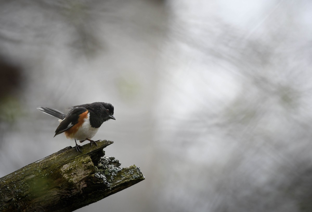 Eastern Towhee - ML655276668