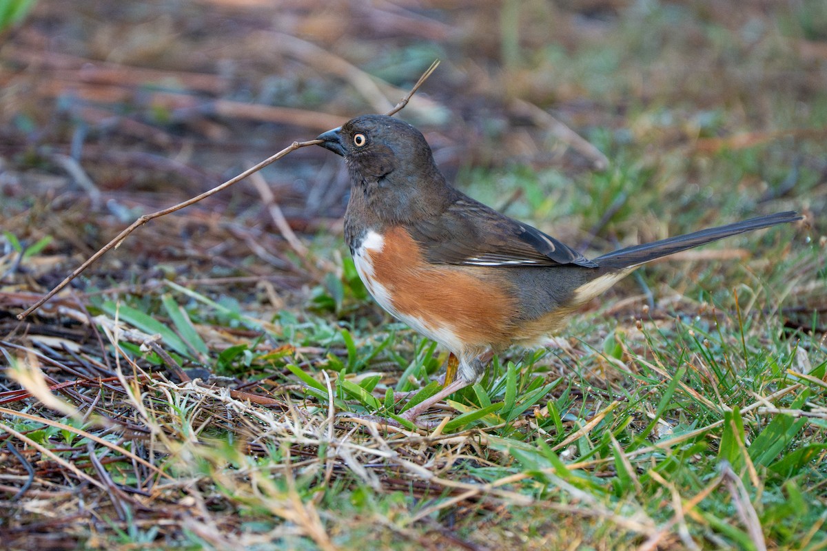 Eastern Towhee - ML655276978