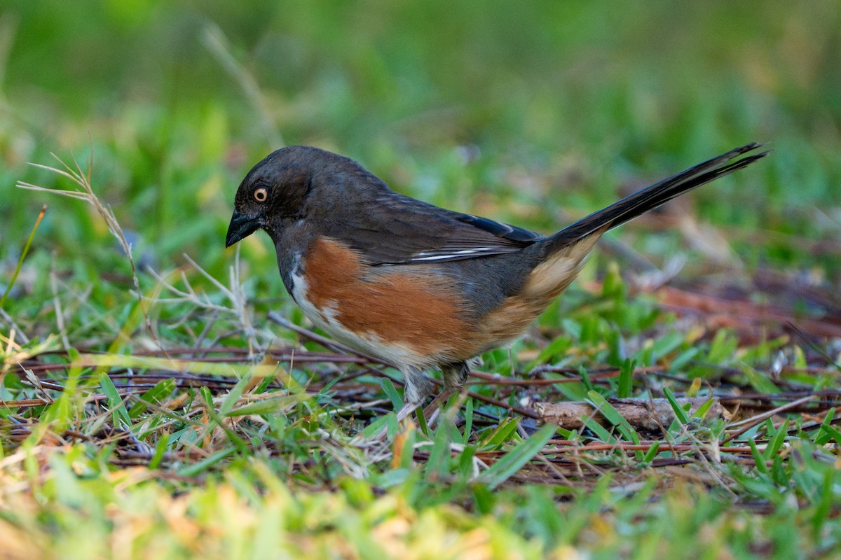 Eastern Towhee - ML655277511
