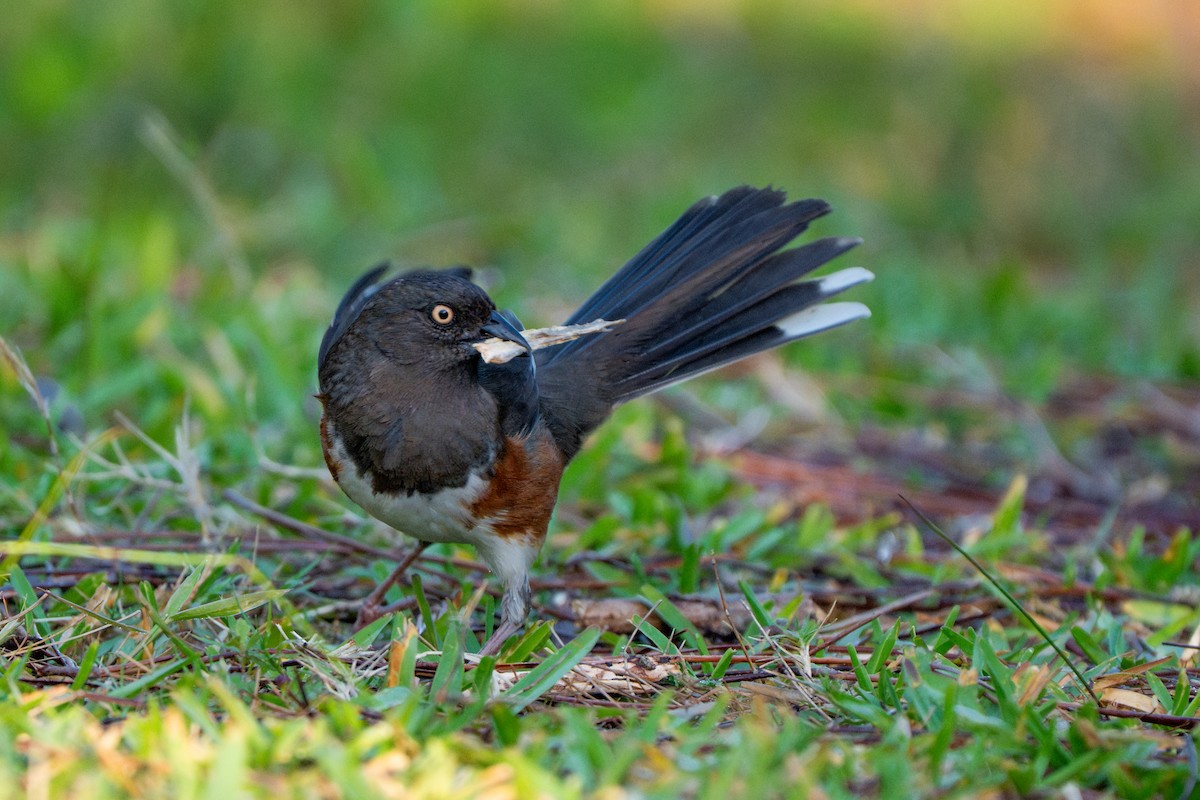 Eastern Towhee - ML655277805