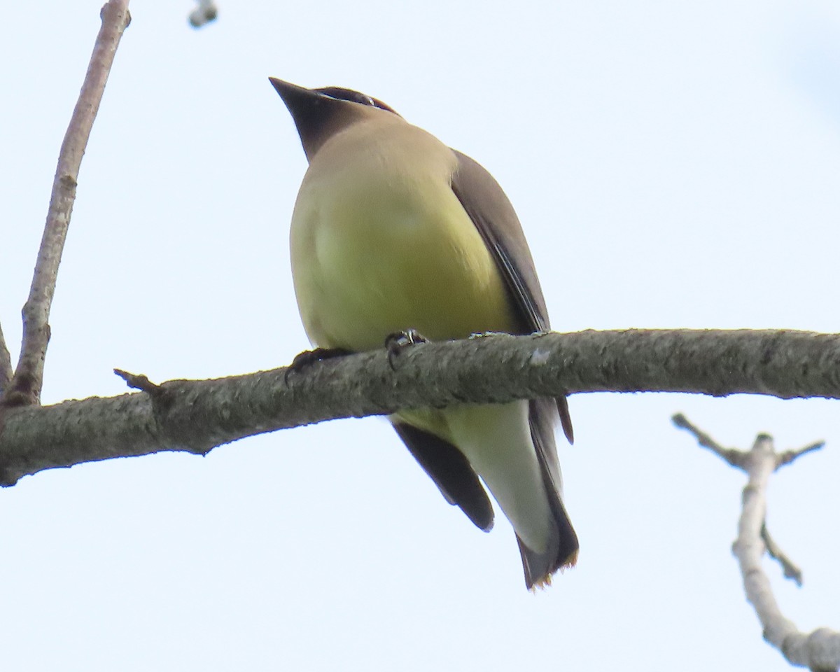 ציצנית אמריקנית - ML655278622