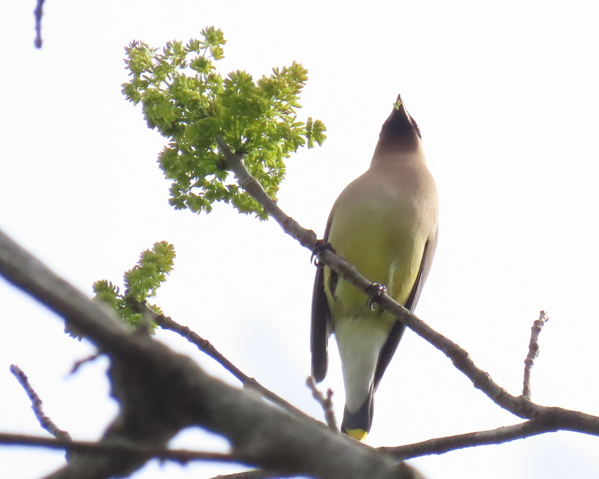 ציצנית אמריקנית - ML655278623