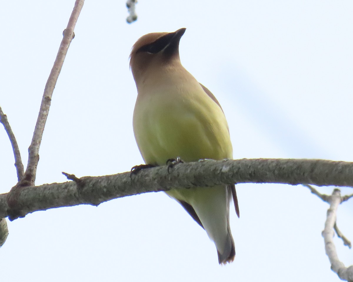 ציצנית אמריקנית - ML655278624