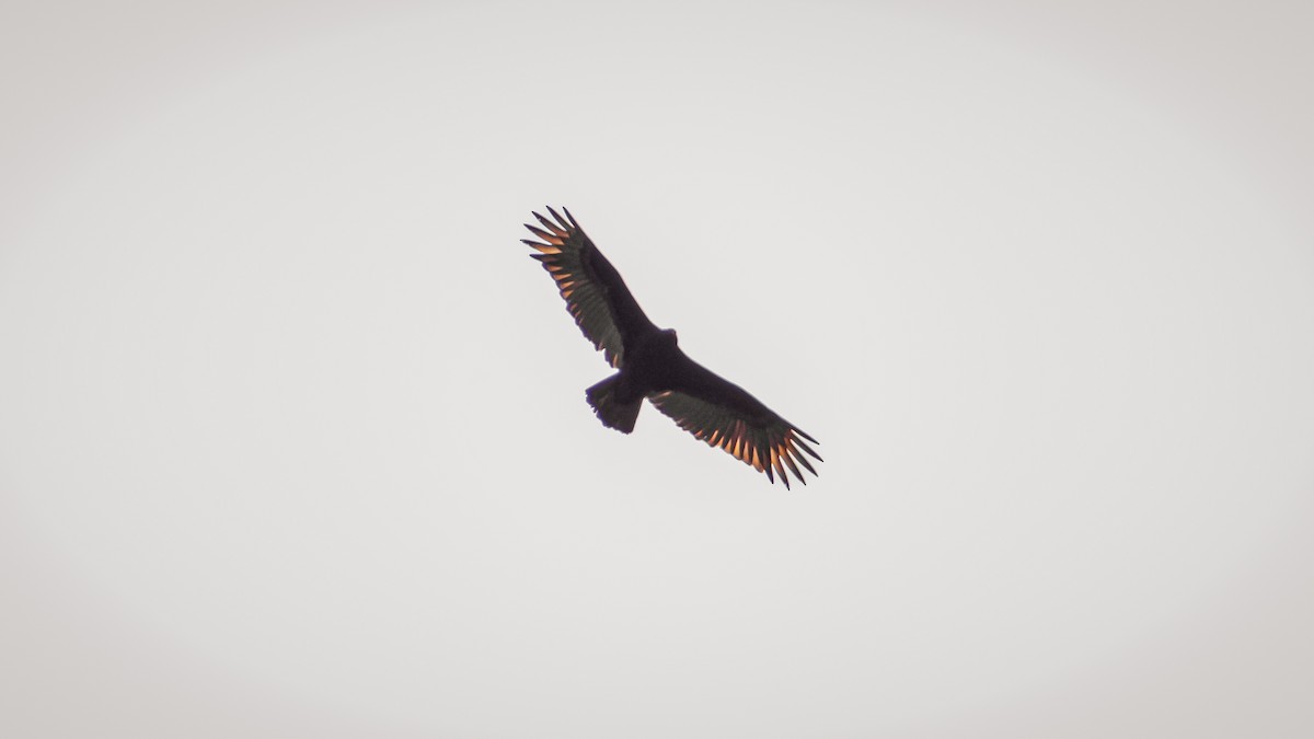 Turkey Vulture - ML655278645