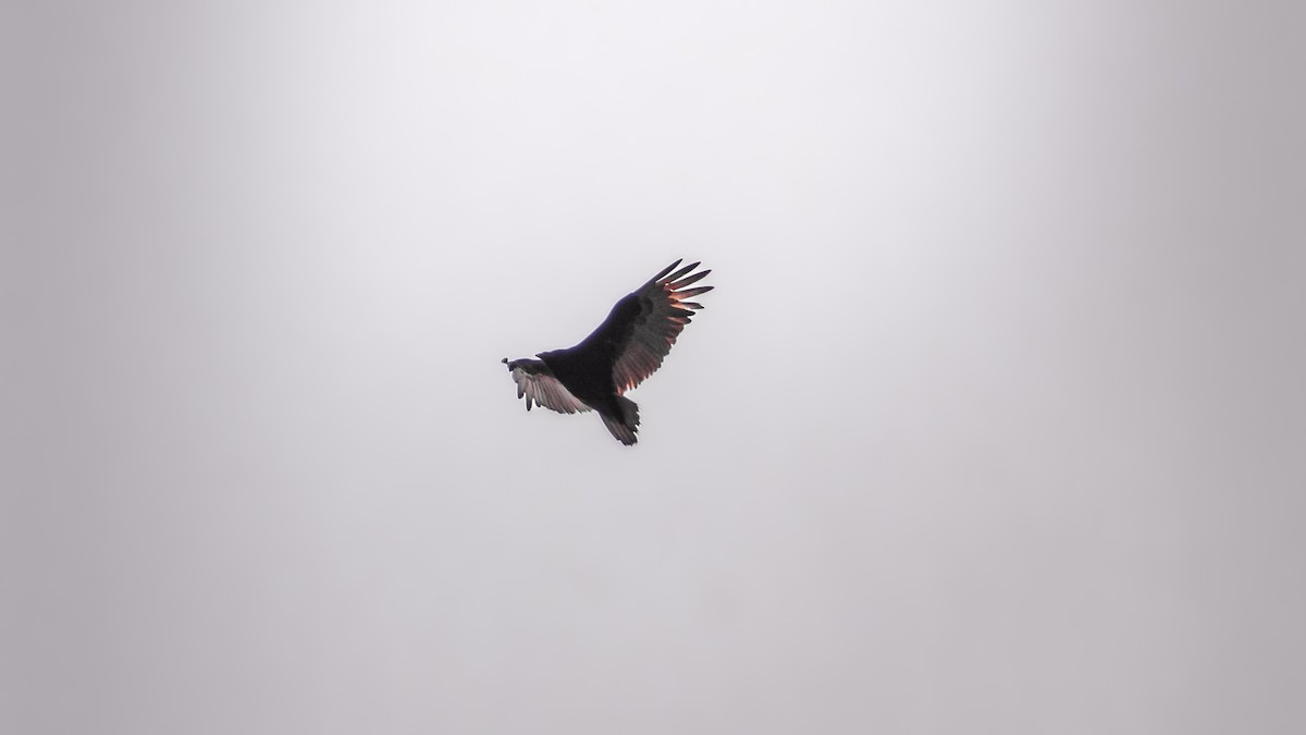Turkey Vulture - ML655278646