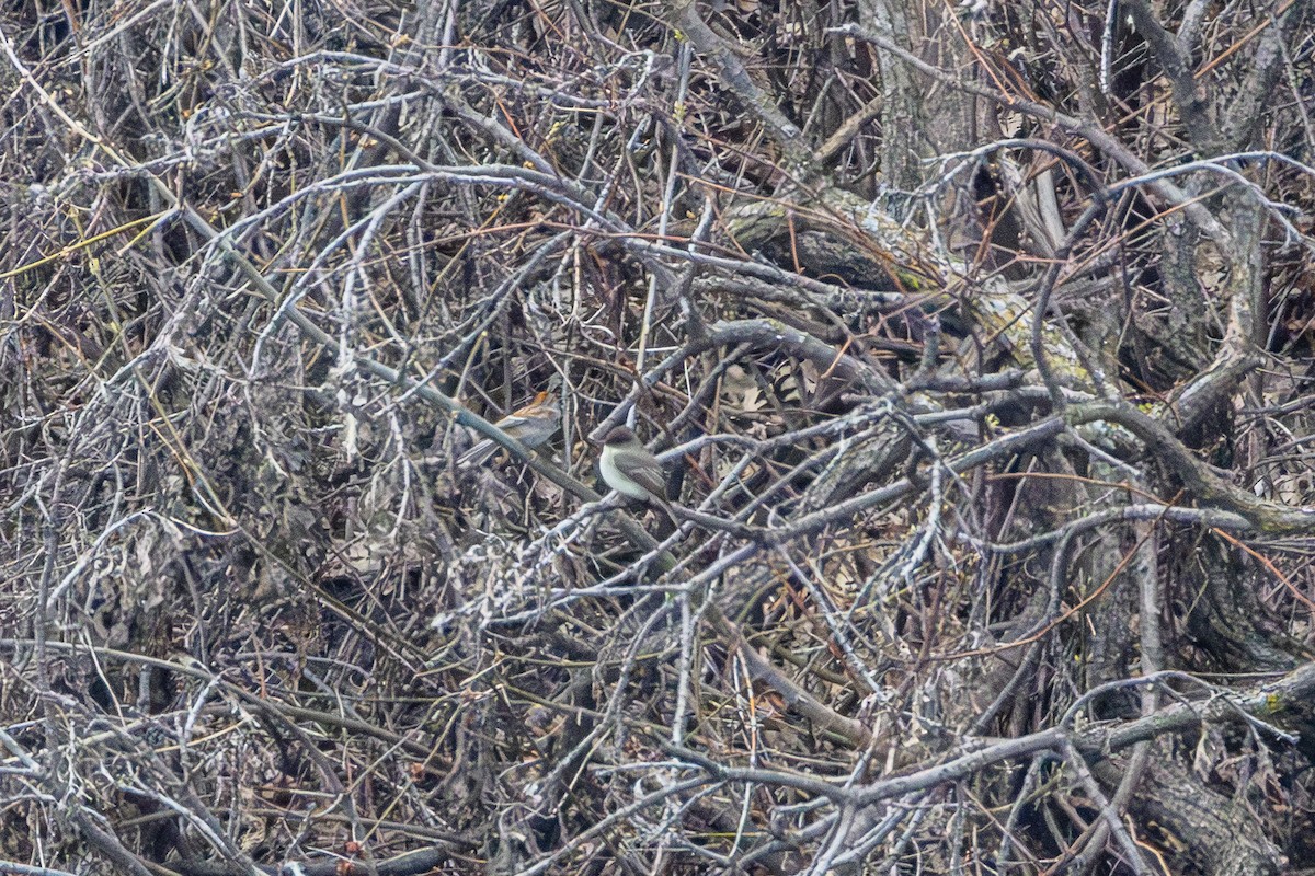 Eastern Phoebe - ML655278678
