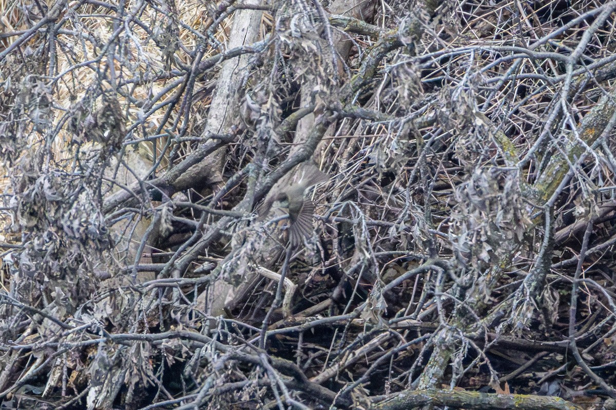 Eastern Phoebe - ML655278679