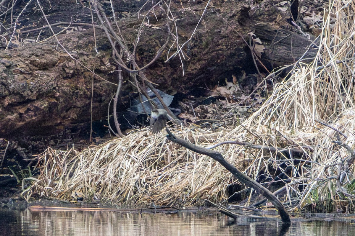 Eastern Phoebe - ML655278680
