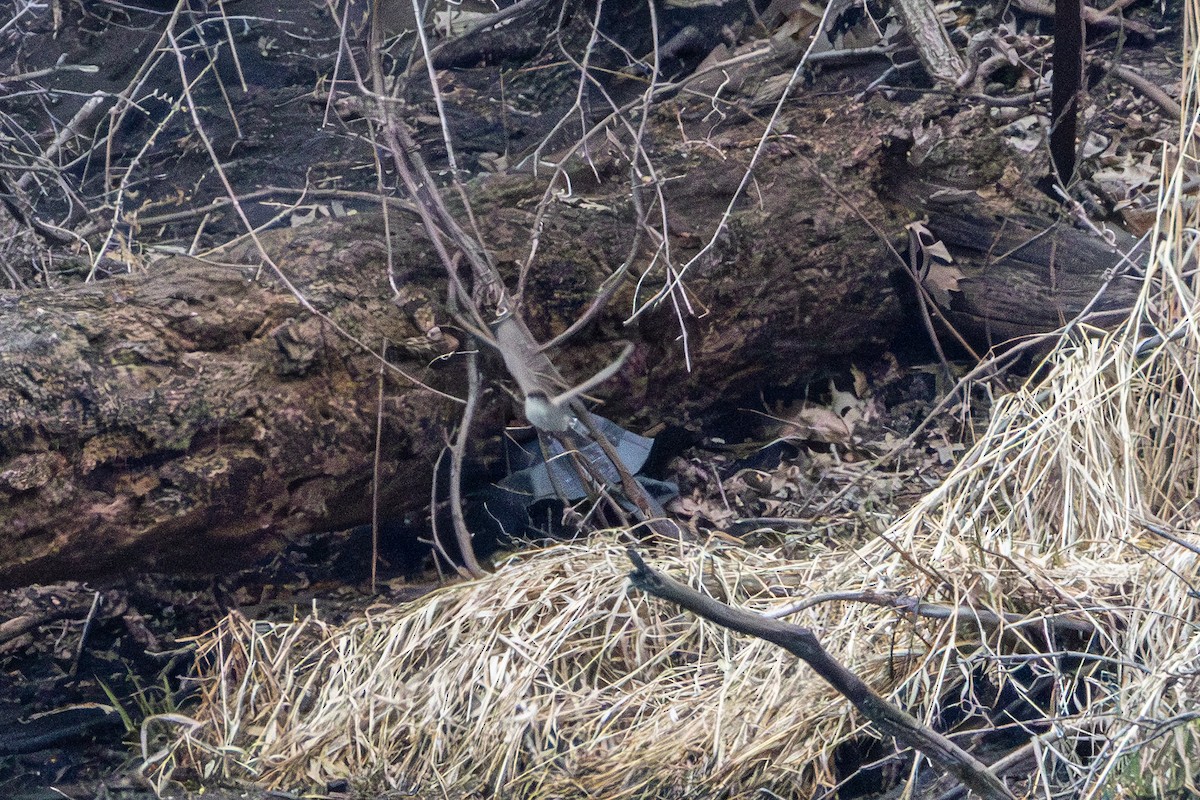 Eastern Phoebe - ML655278681