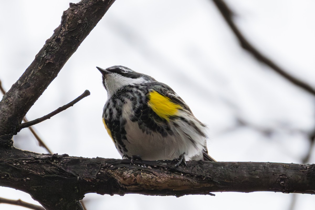 Yellow-rumped Warbler - ML655278729