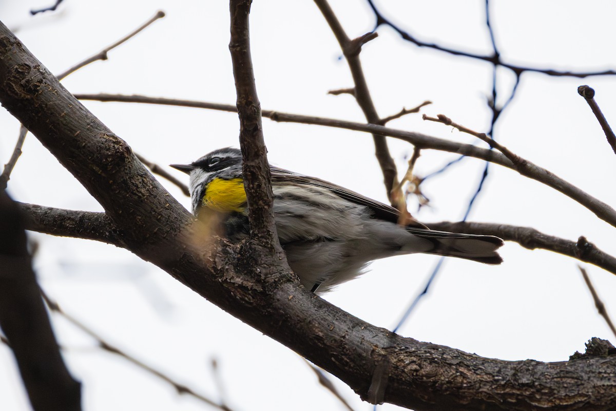 Yellow-rumped Warbler - ML655278730