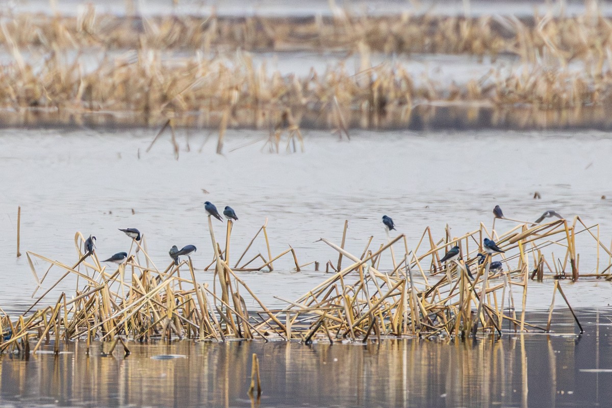 Tree Swallow - ML655278784