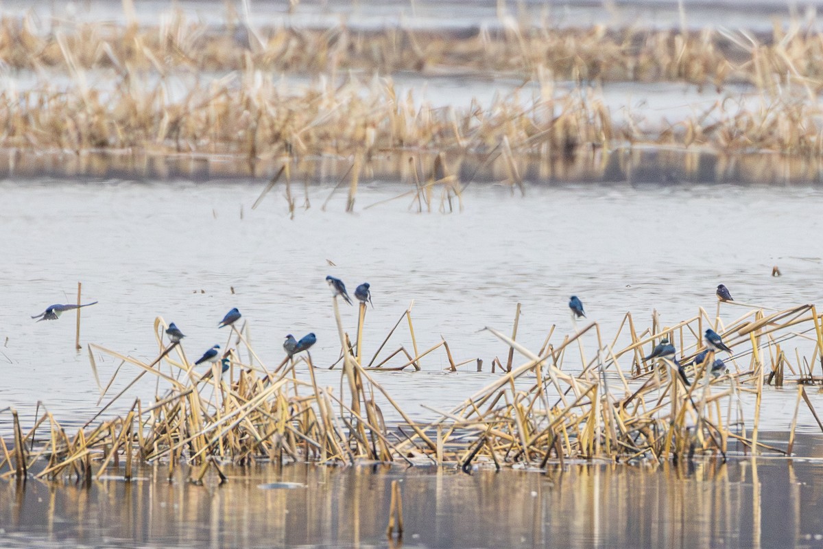 Tree Swallow - ML655278786