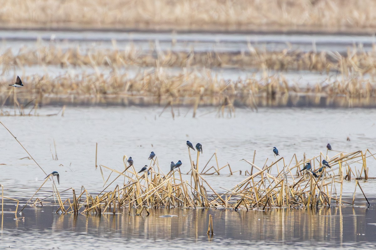 Tree Swallow - ML655278787