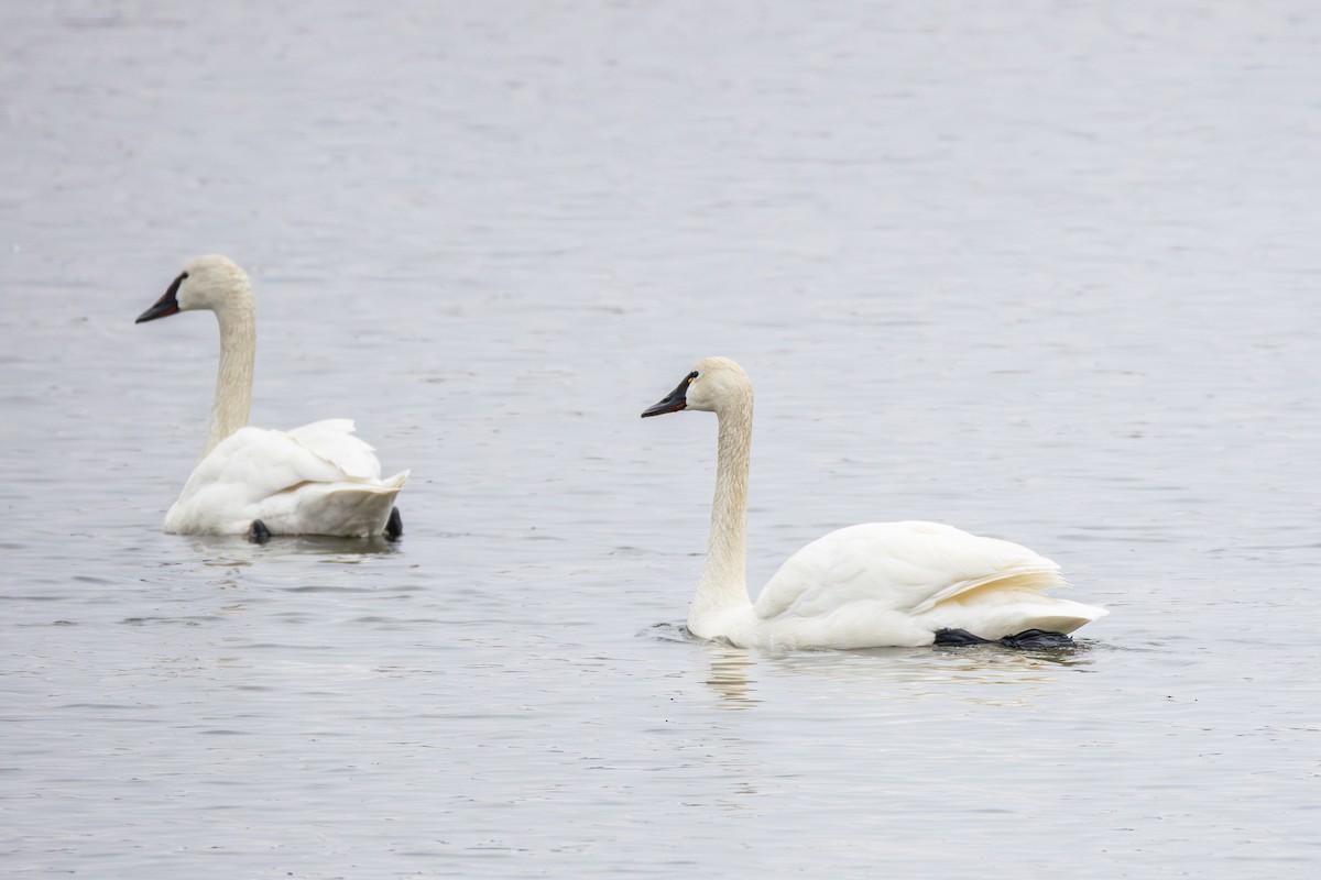 Tundra Swan - ML655278866