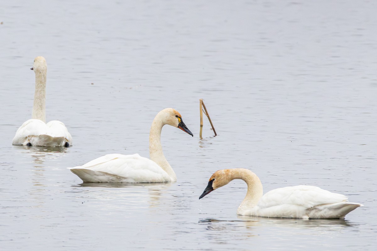 Tundra Swan - ML655278867