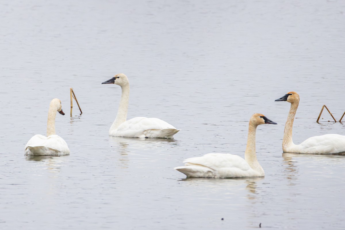 Tundra Swan - ML655278868