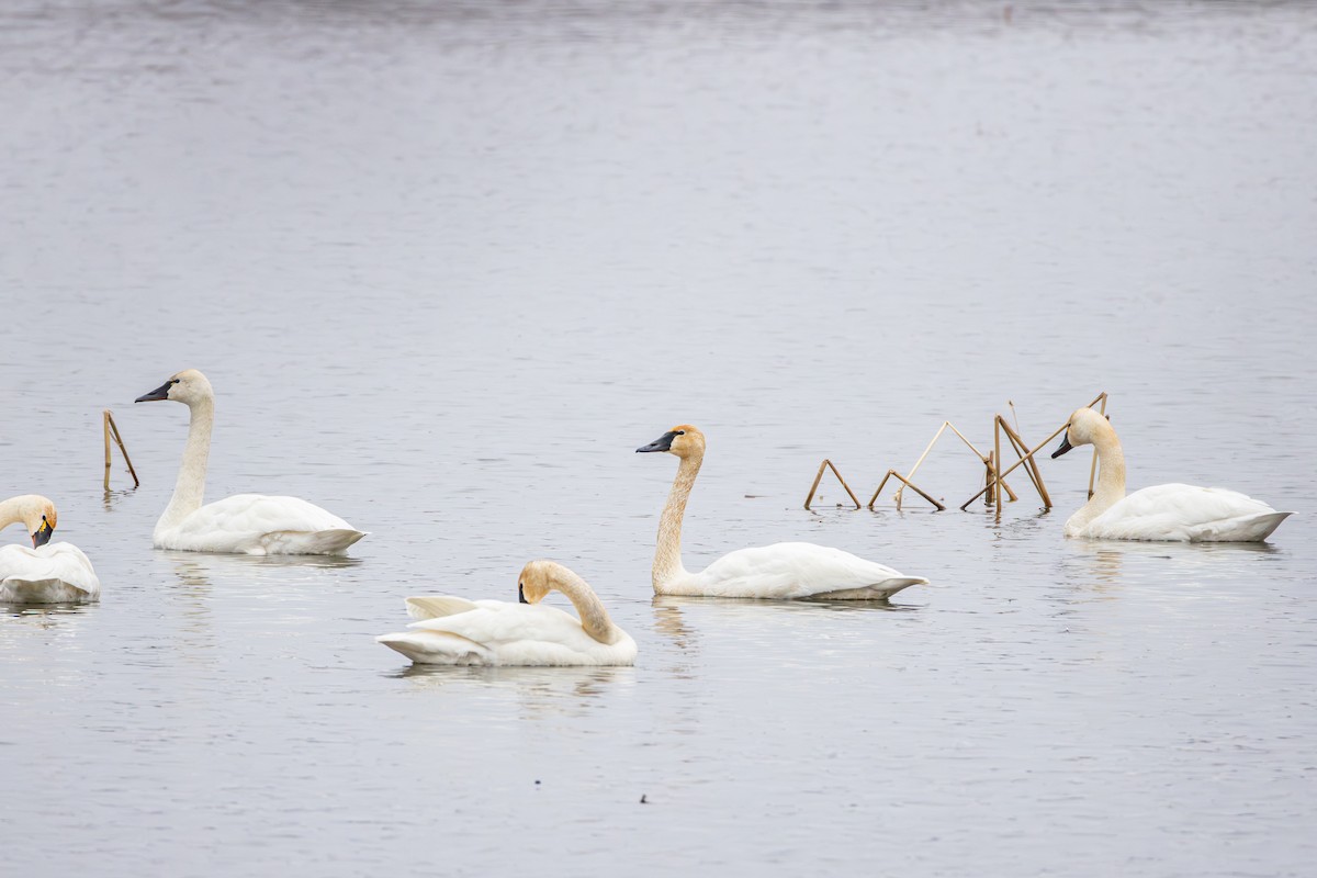 Tundra Swan - ML655278870