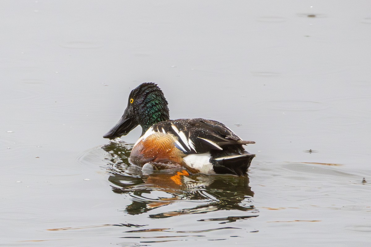 Northern Shoveler - ML655278899