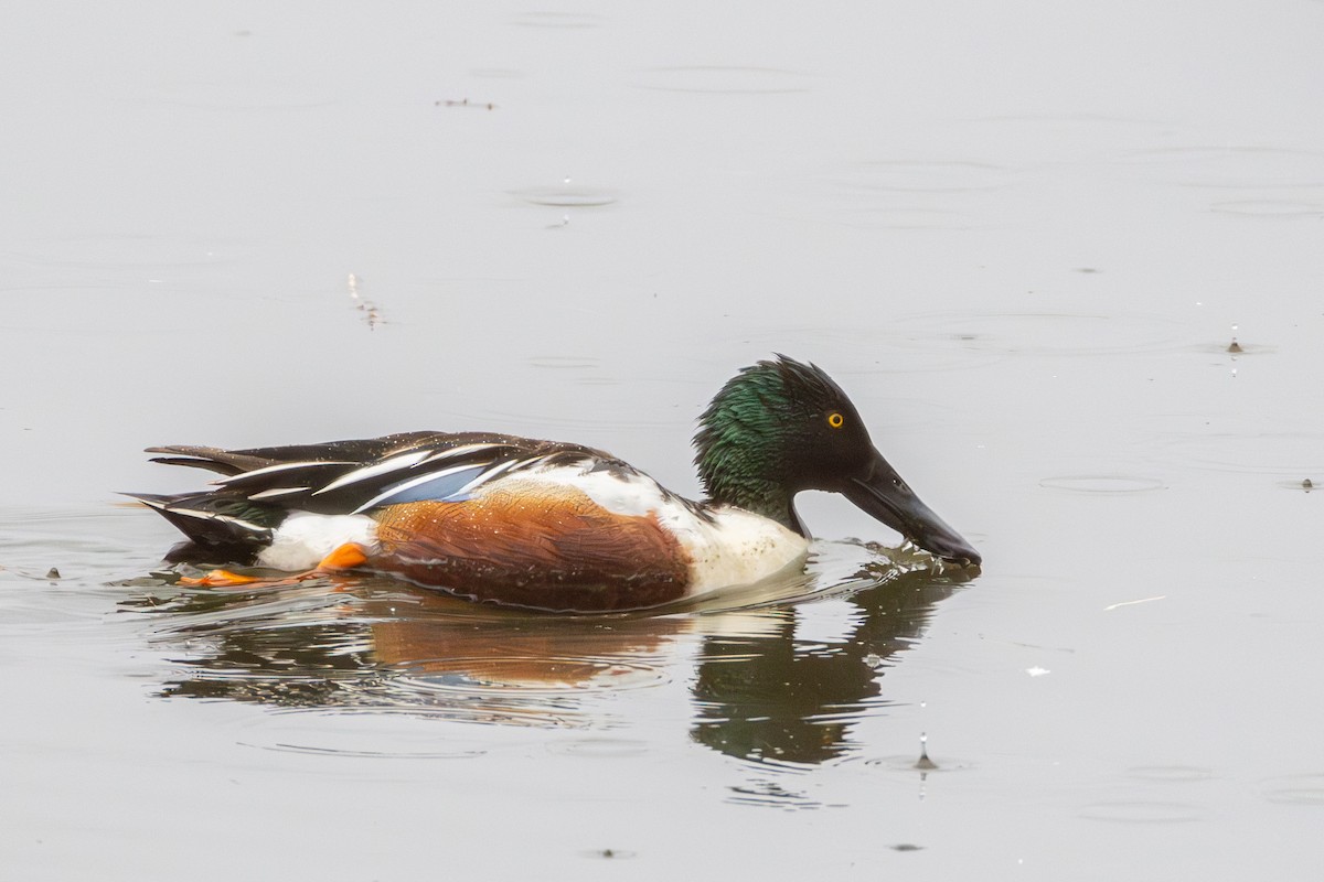 Northern Shoveler - ML655278900