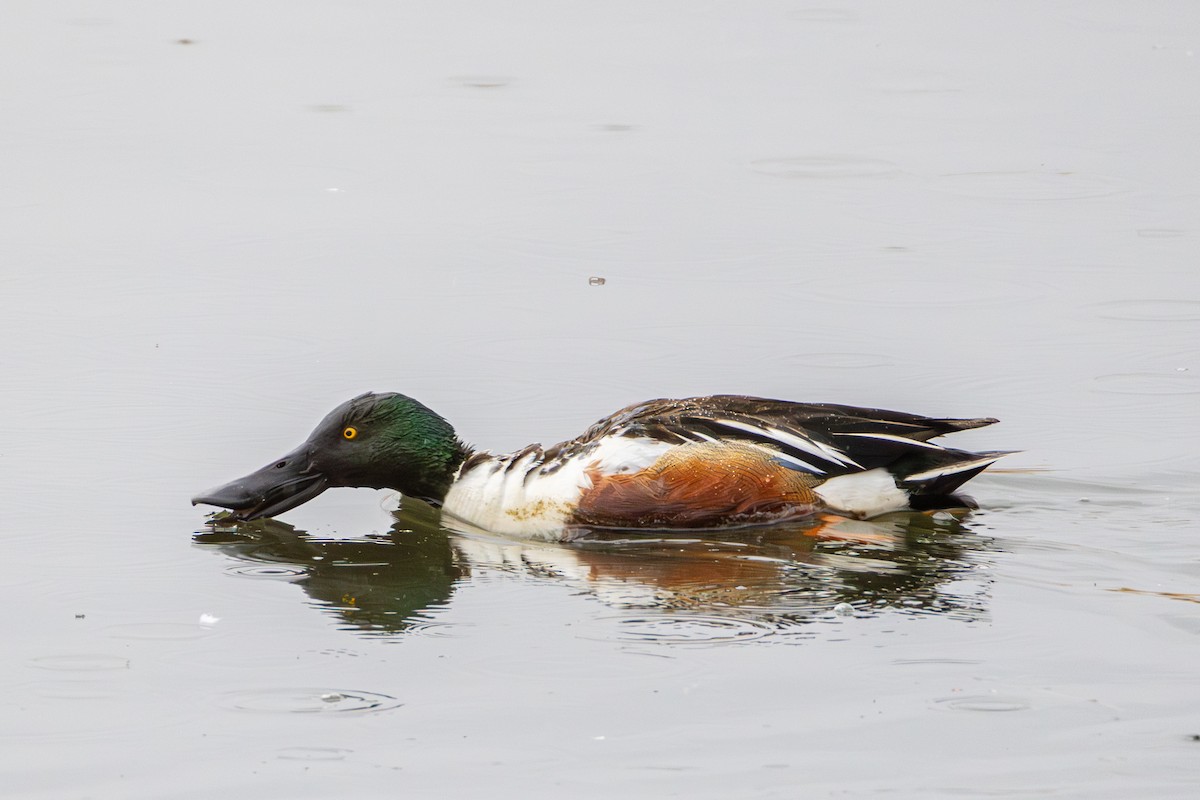 Northern Shoveler - ML655278901