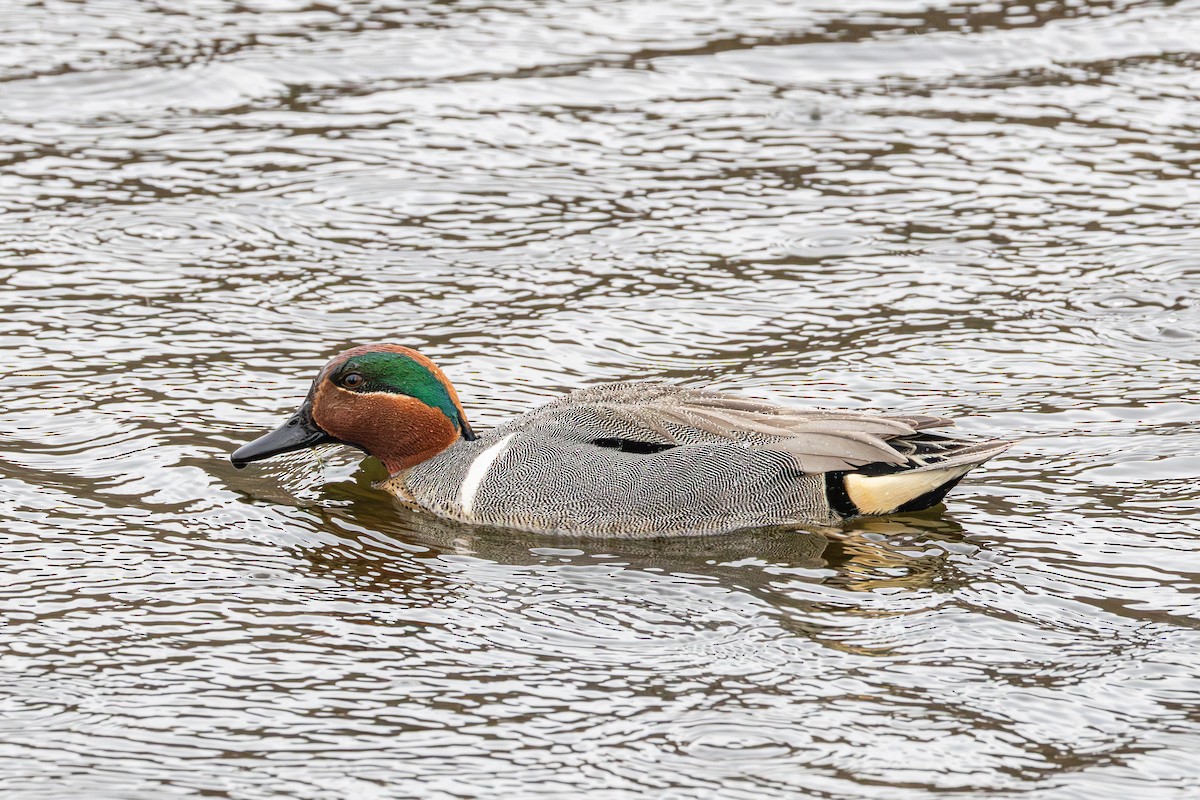 Green-winged Teal - ML655278922