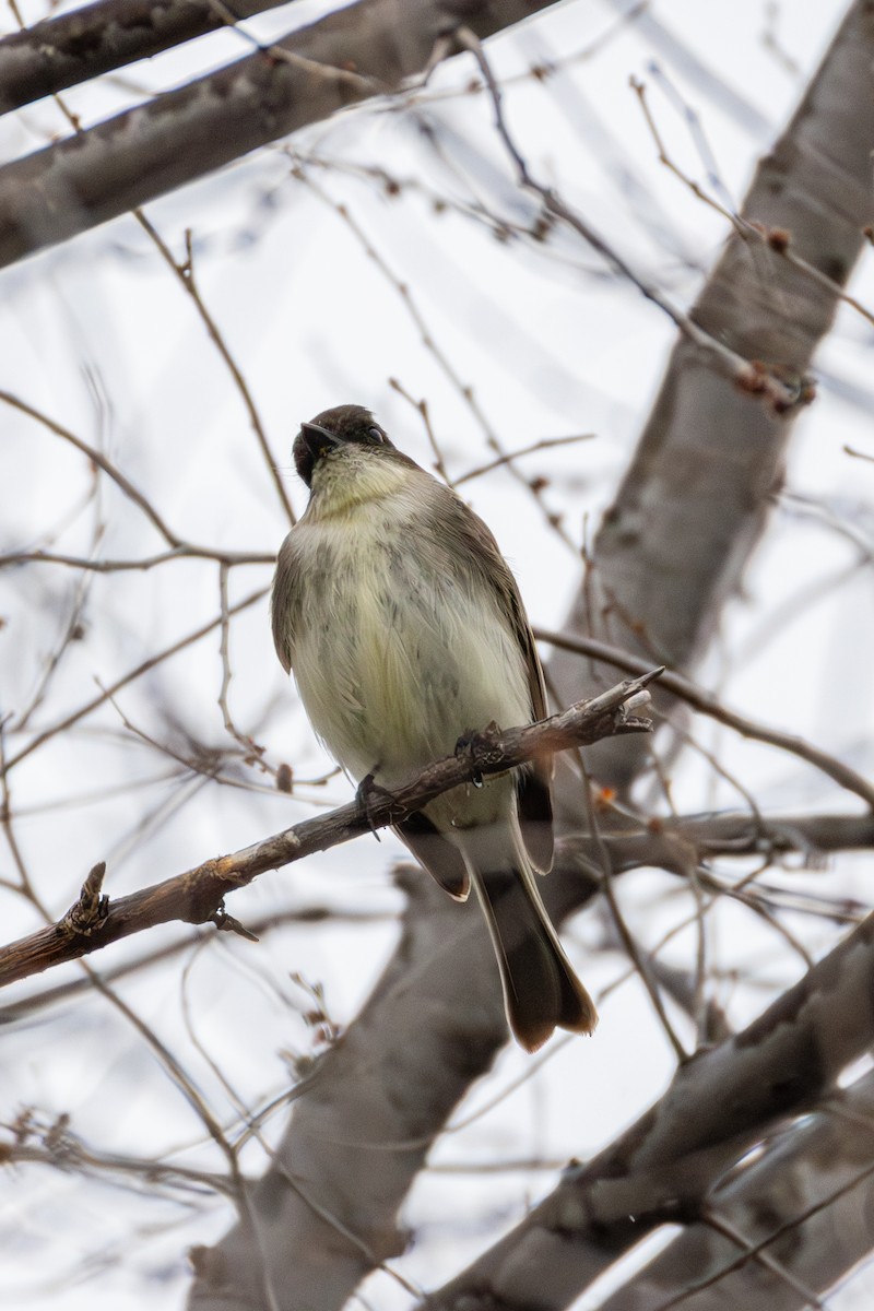 Eastern Phoebe - ML655278955