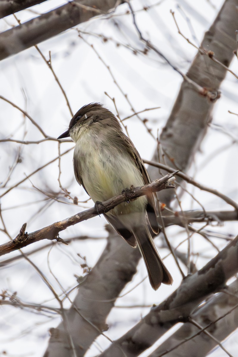 Eastern Phoebe - ML655278956