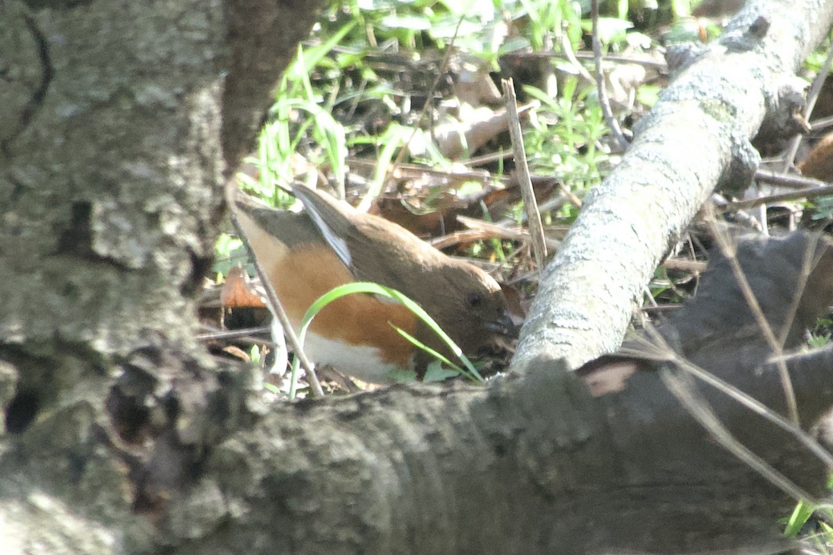 Eastern Towhee - ML655279043