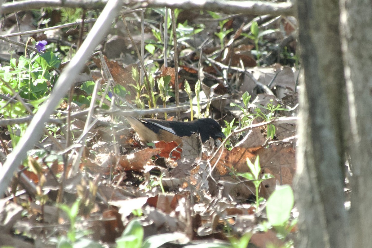 Eastern Towhee - ML655279293