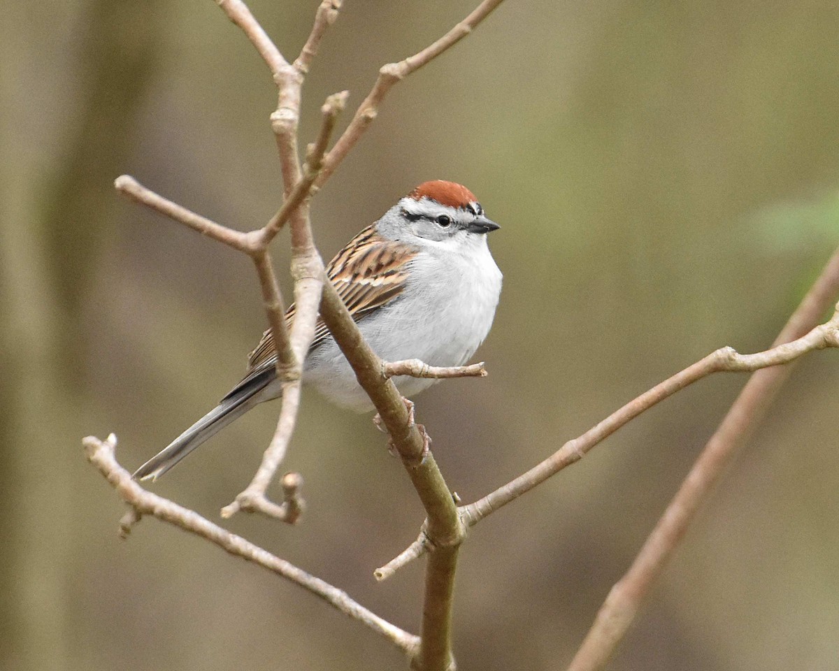 eBird Checklist - 18 Apr 2026 - Red Oaks Nature Center (Friendship ...