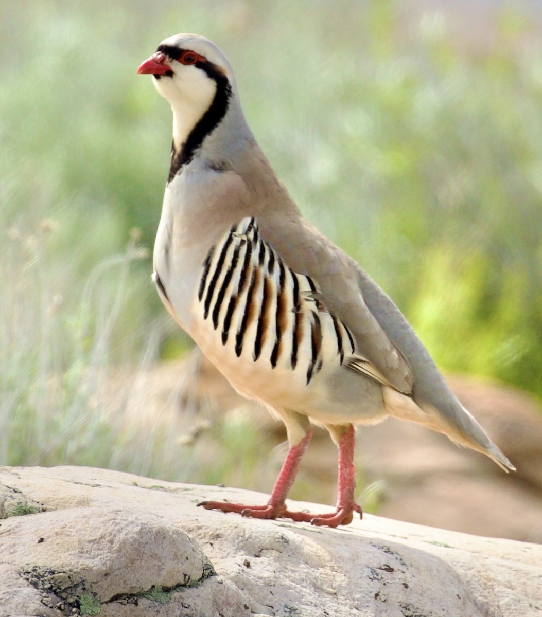 Chukar - ML655279710