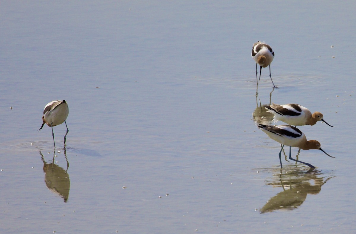 American Avocet - ML655279735