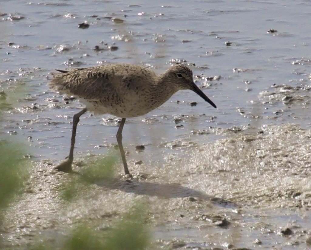 Willet - ML655279746